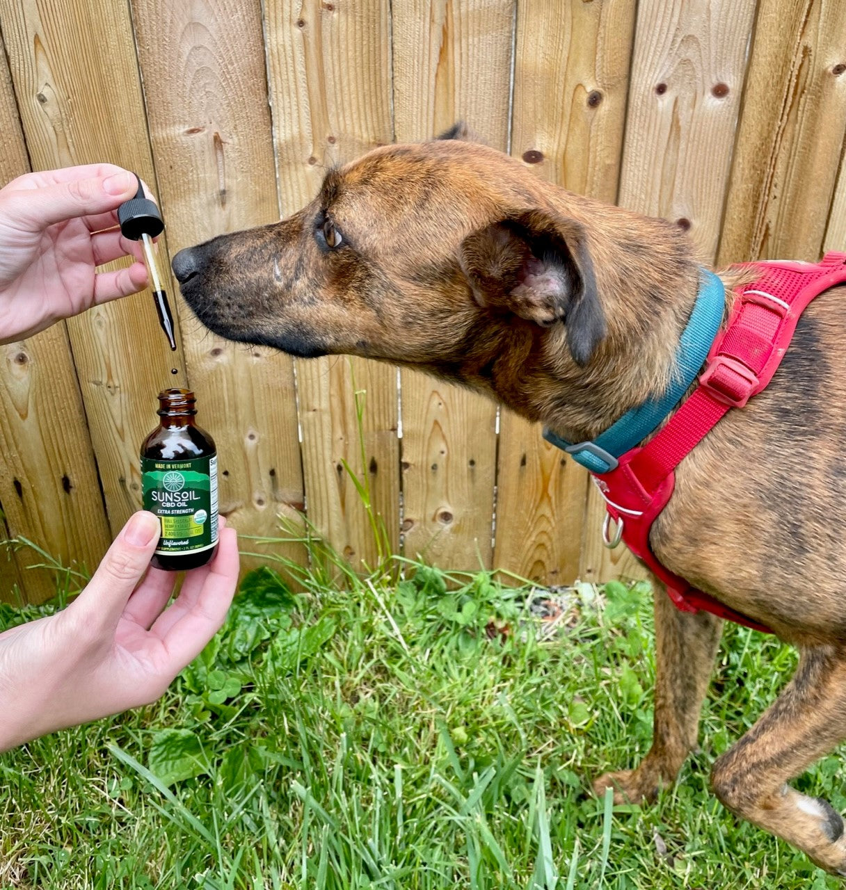 Sunsoil organic CBD oil and a dog sniffing the dropper of oil. 