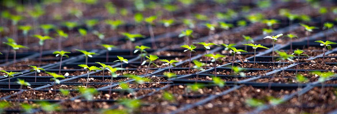 Sunsoil's hemp plants