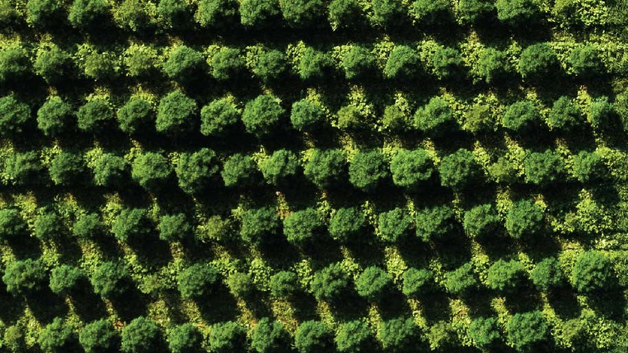 aerial view of hemp plants