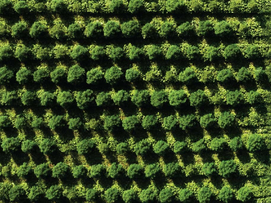 aerial view of hemp plants