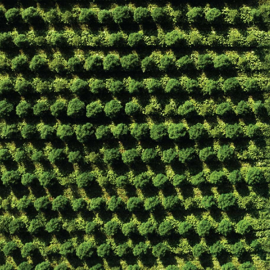 aerial view of hemp plants