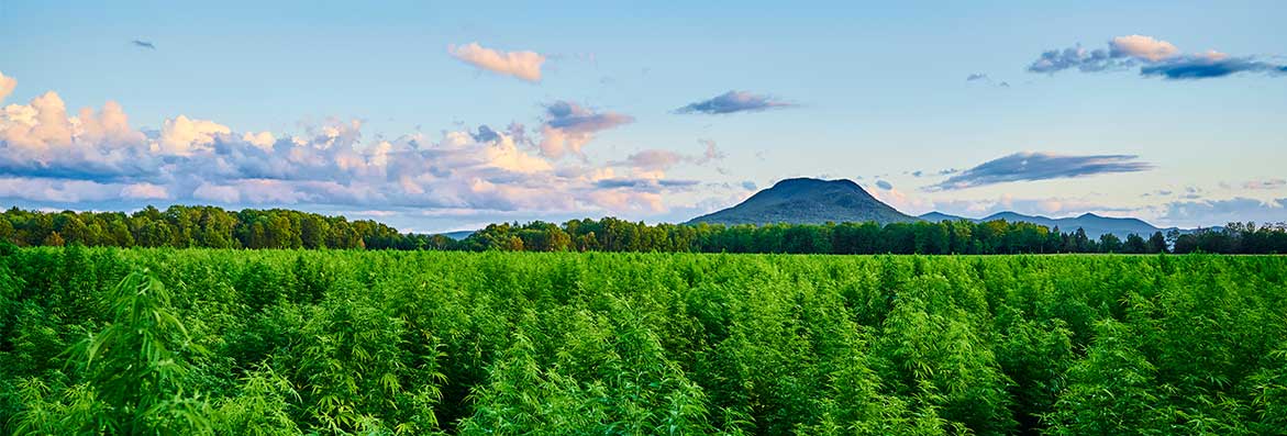 Green hemp field with mountains in the background