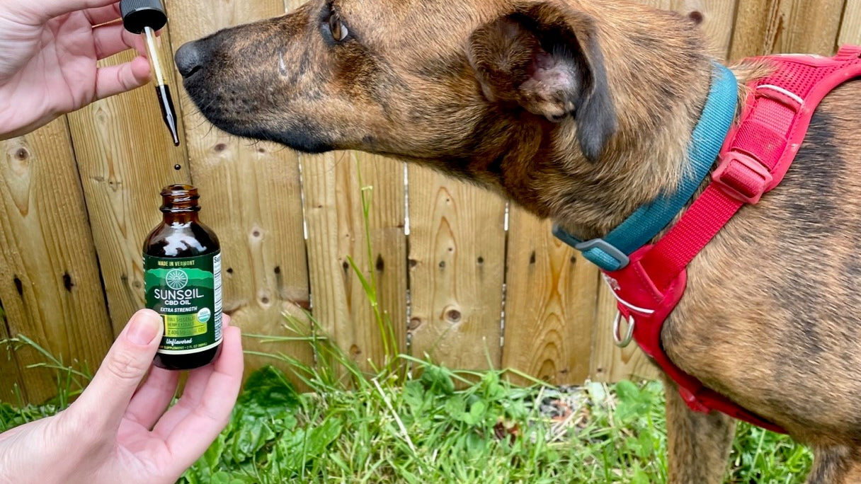 Sunsoil organic CBD oil and a dog sniffing the dropper of oil. 