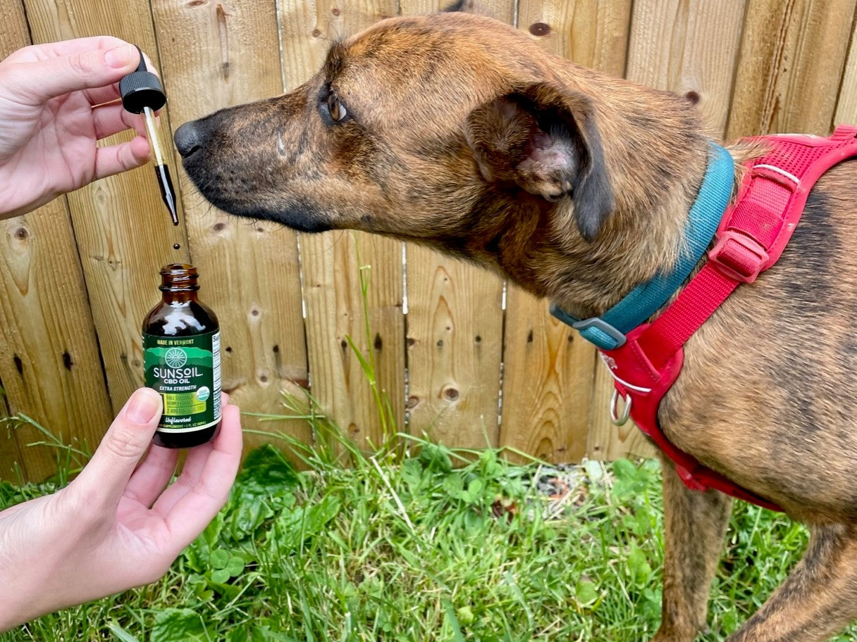 Sunsoil organic CBD oil and a dog sniffing the dropper of oil. 