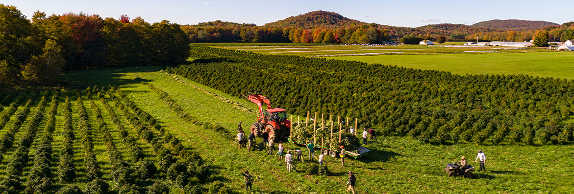 Field with hemp plants