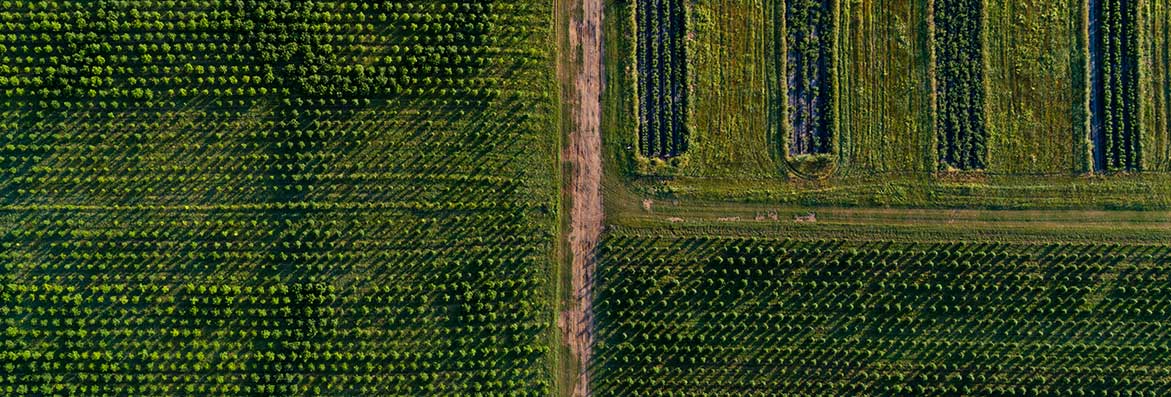 picture of green farming fields