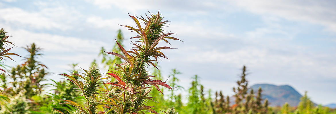 Whole-Plant Infusion for CBD: Why We Do It