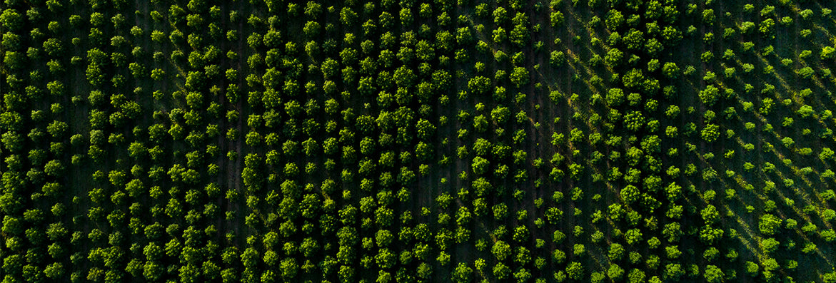 CBD Transparency: Price, Quality and Values