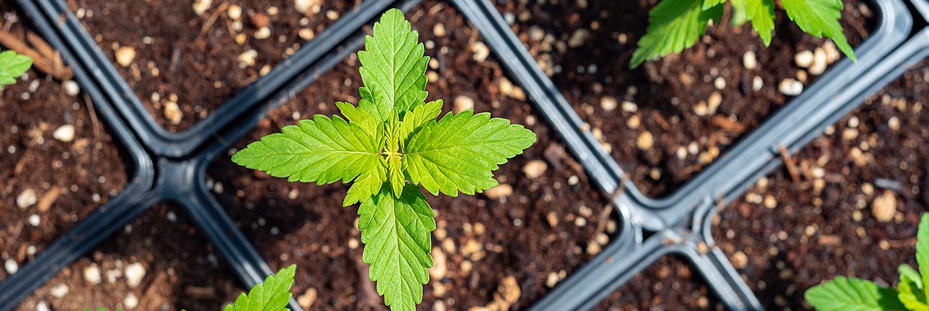 Growing Hemp Plant Closeup