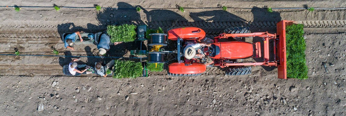Our Farmers Planting the Hemp Plants