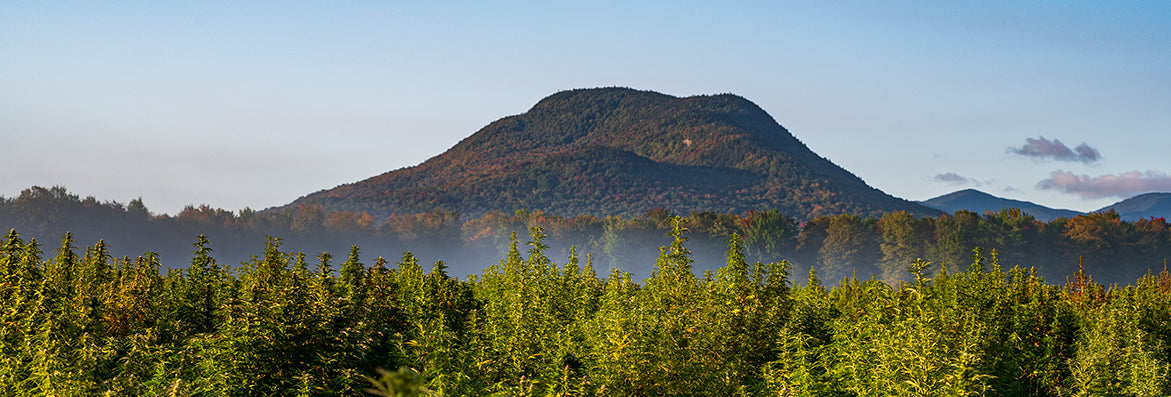 Why We Farm in Vermont