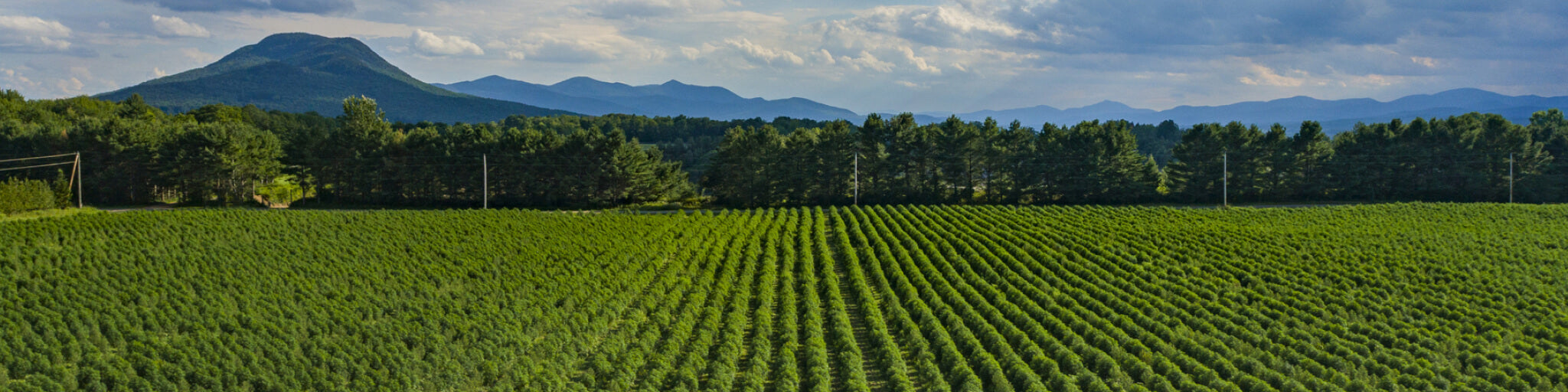 A field with hemp plants growing with a mountain in the back left 
