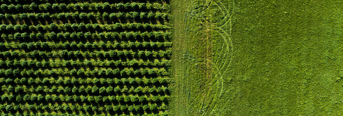 Green farm fields with rows of hemp plants