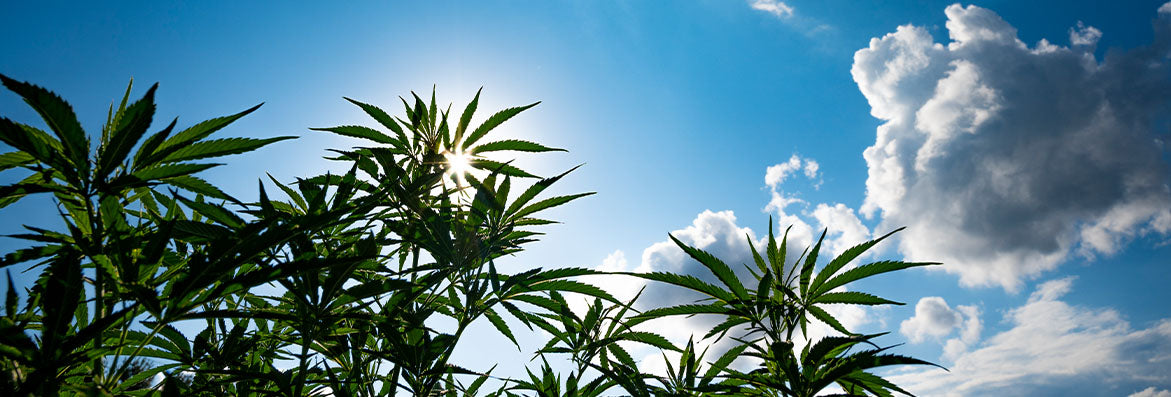 How to Know If Your CBD is Working