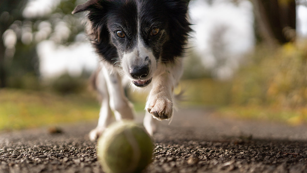 CBD and Your Pet