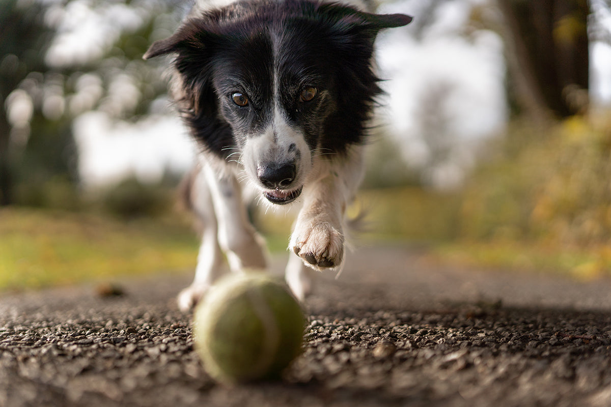 CBD and Your Pet