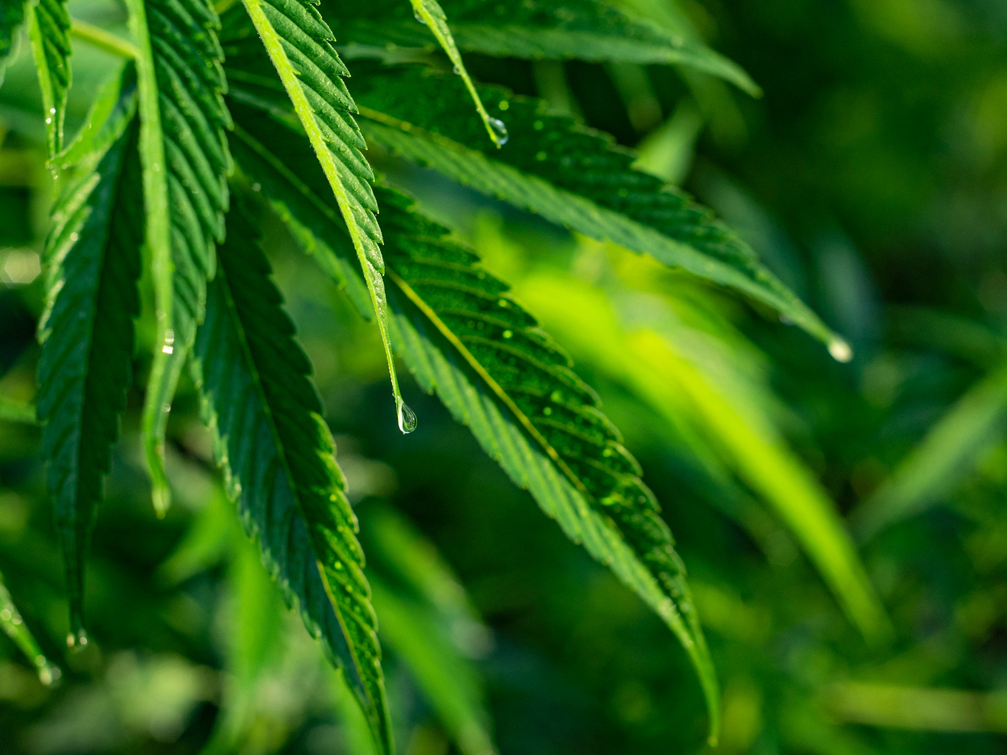 close up of a hemp plant