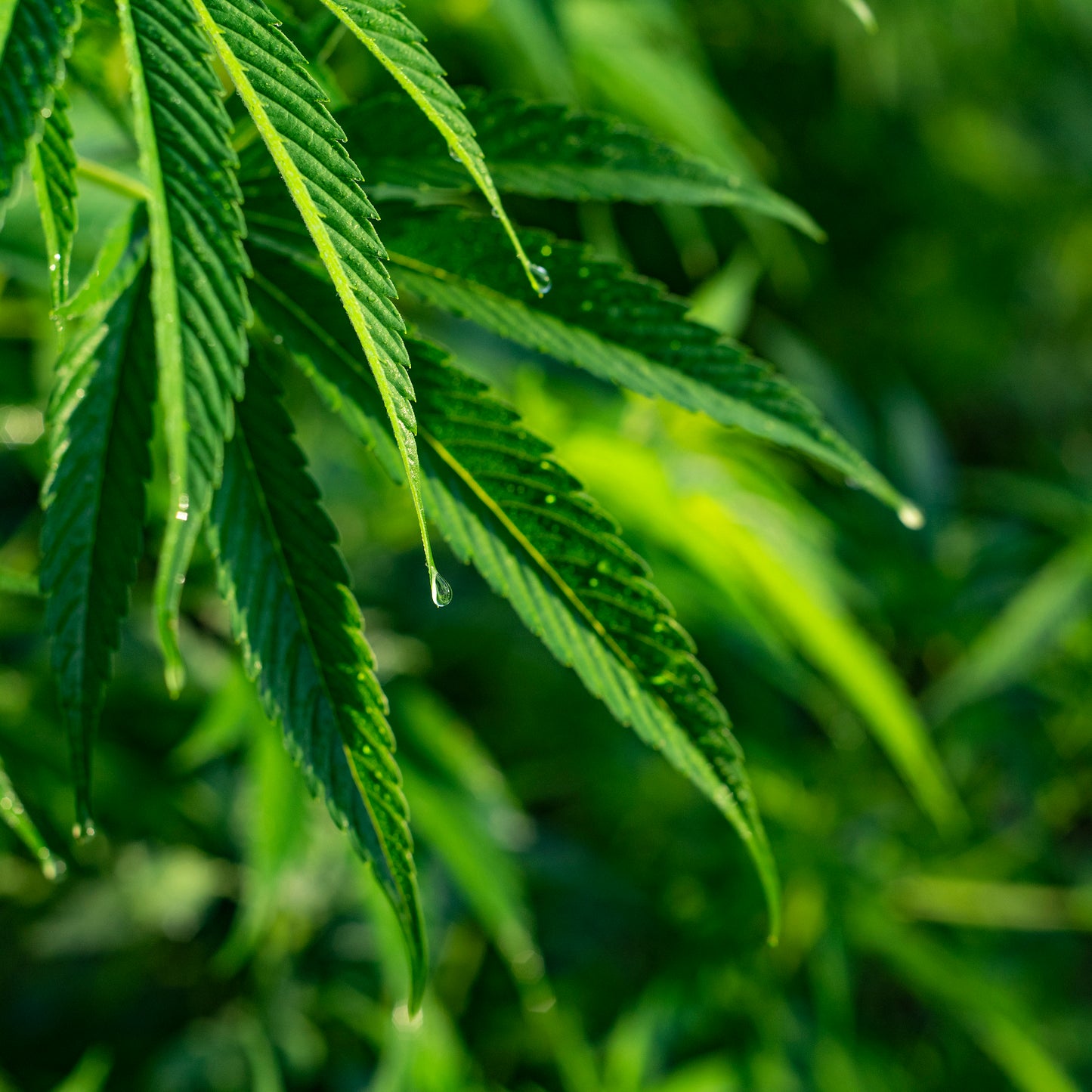 close up of a hemp plant