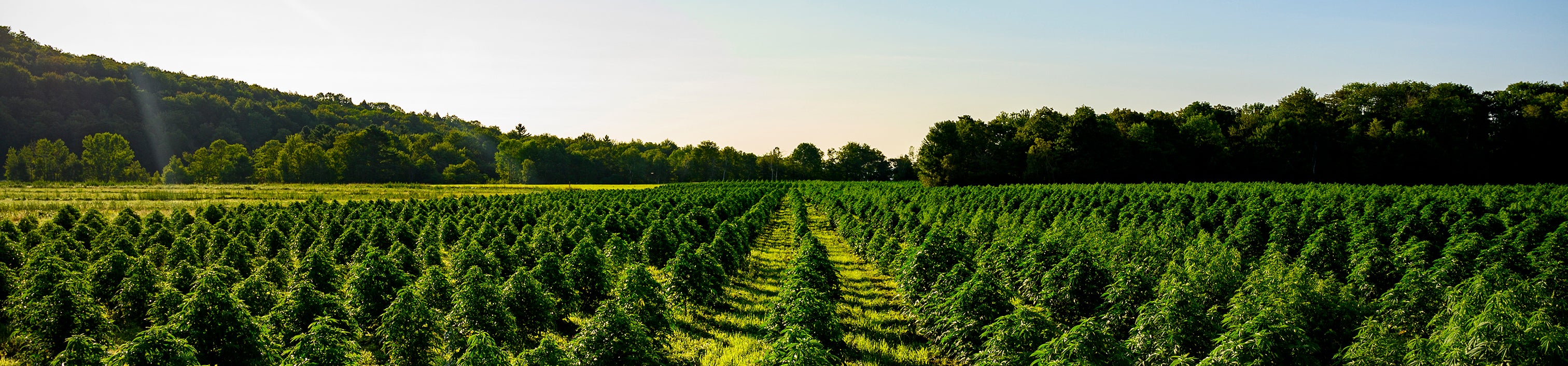 Farm field with rows of hemp plants