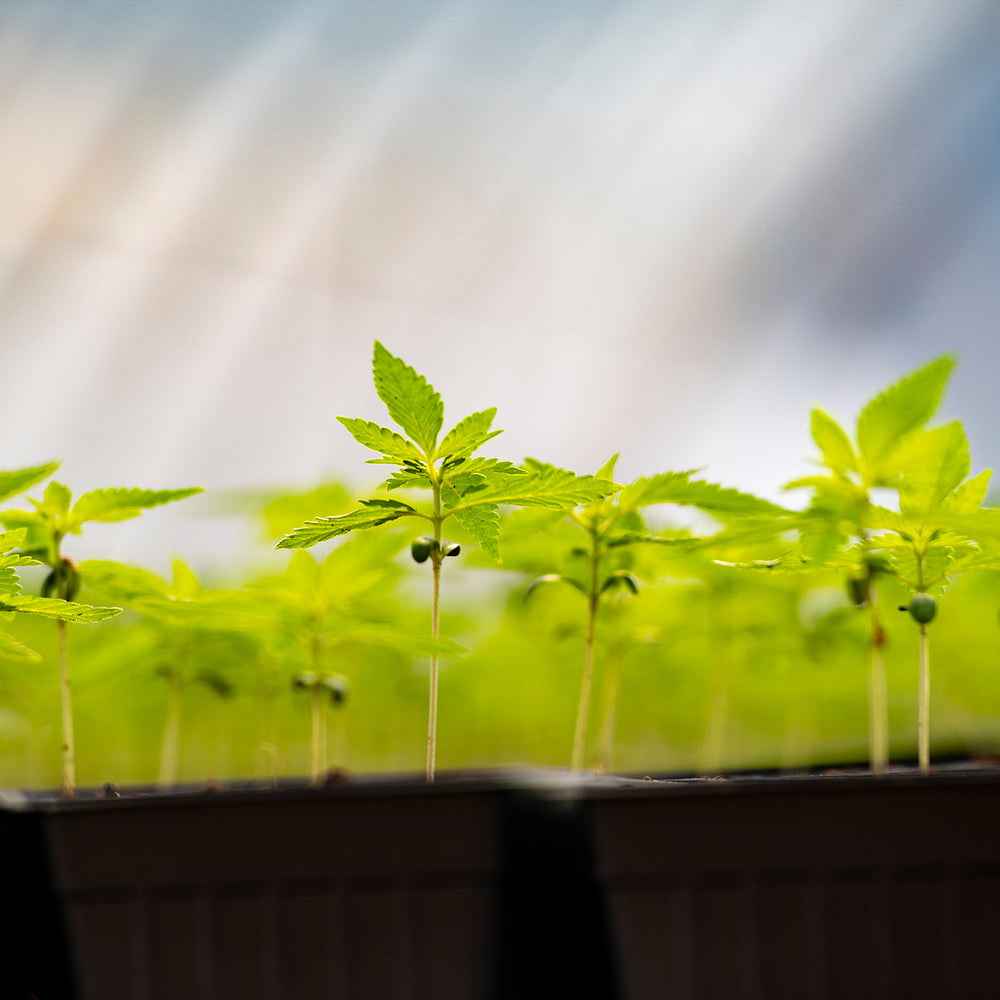 Making Organic CBD Accessible