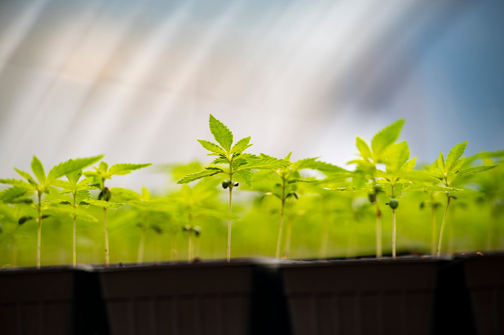 Making Organic CBD Accessible