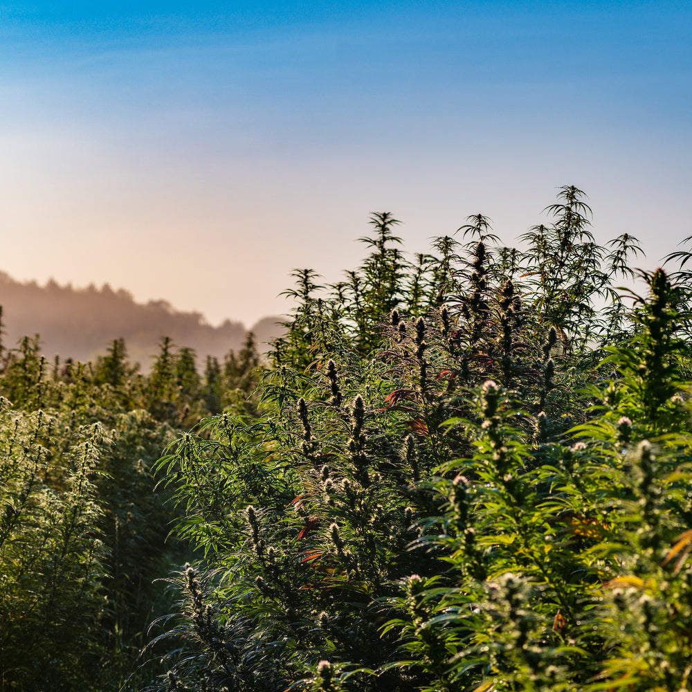 Traveling with Sunsoil CBD