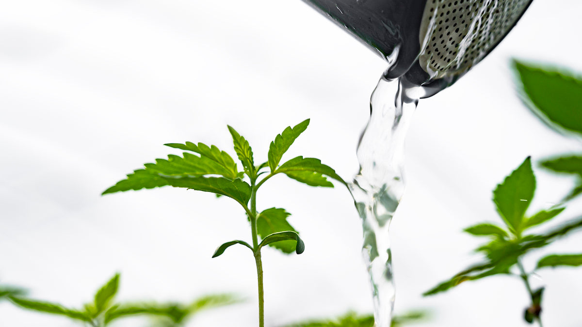 Debunking 6 Common CBD Myths