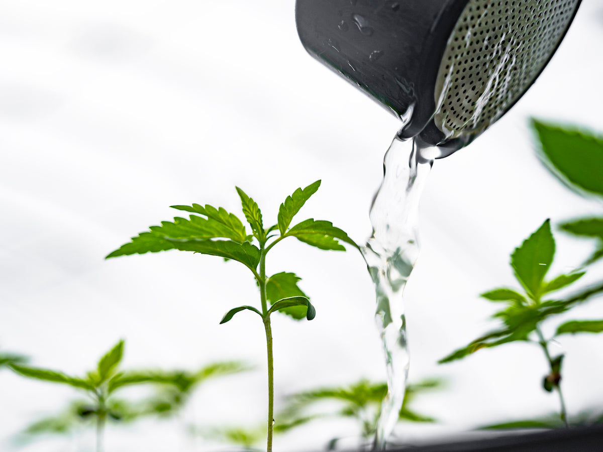 Debunking 6 Common CBD Myths