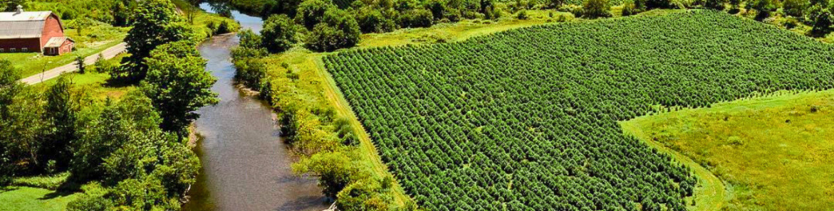 CBD Pills