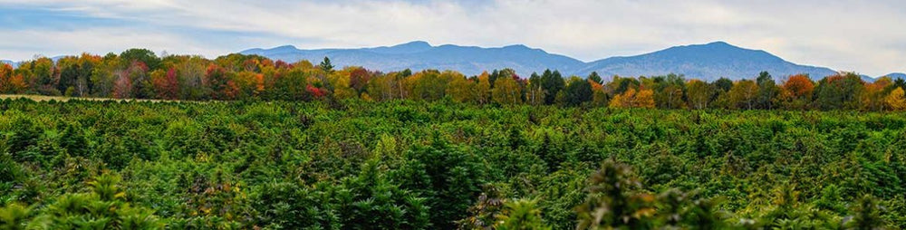 All CBD Products